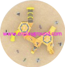 www.cnplayground.com